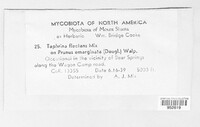 Image of Taphrina flectens